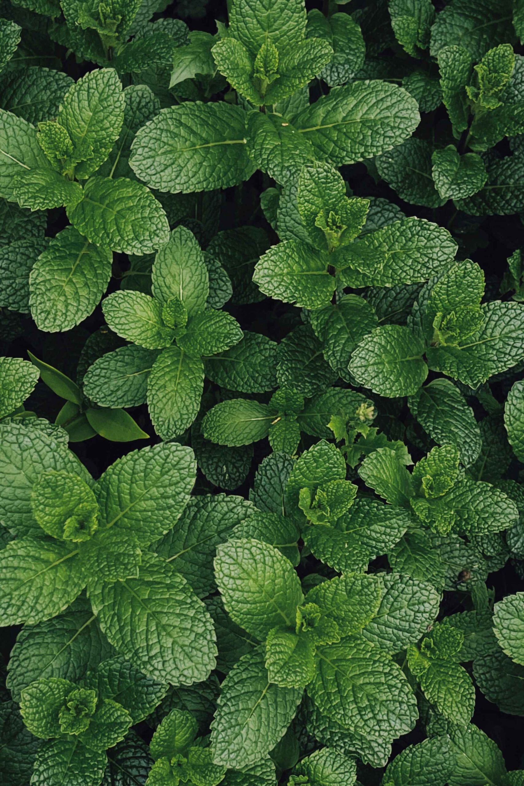 Wild Mint