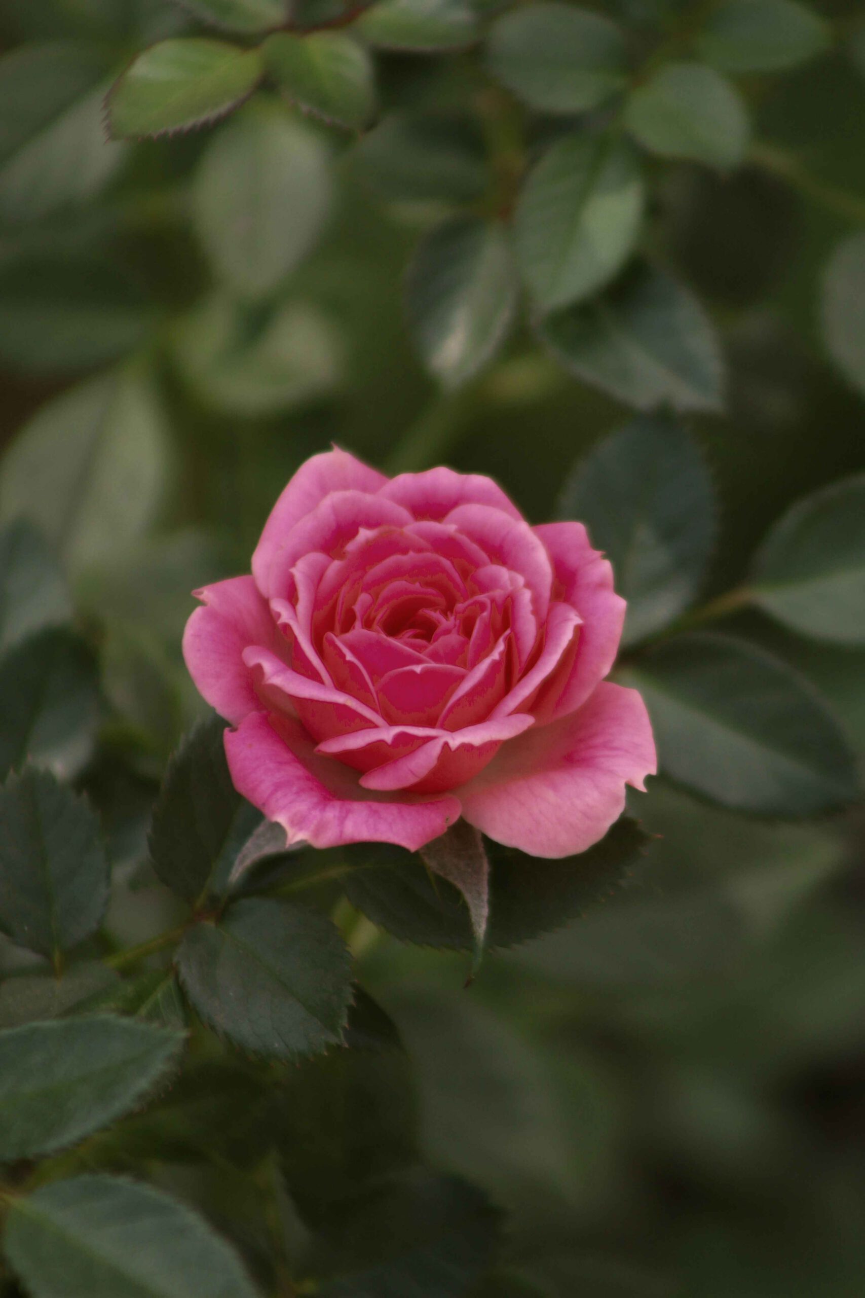 Garden Rose